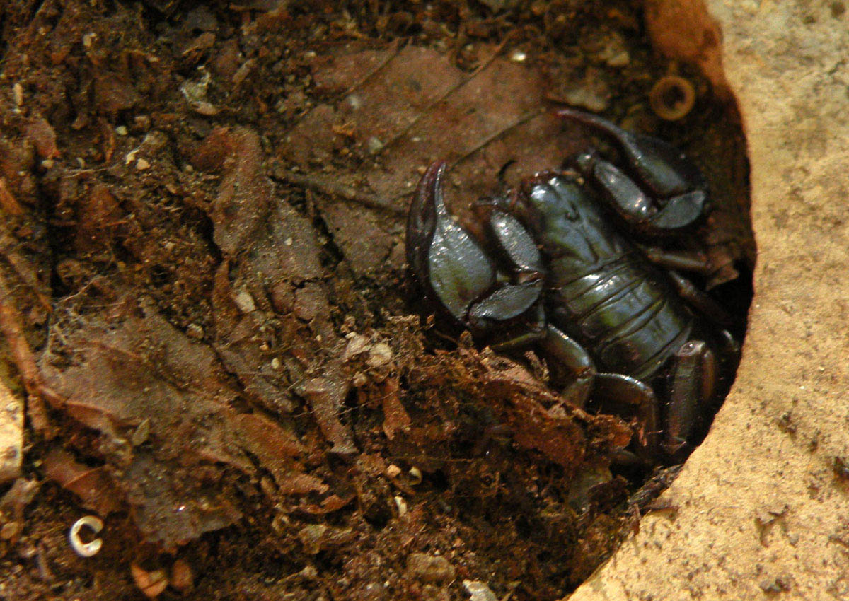 Euscorpius concinnus